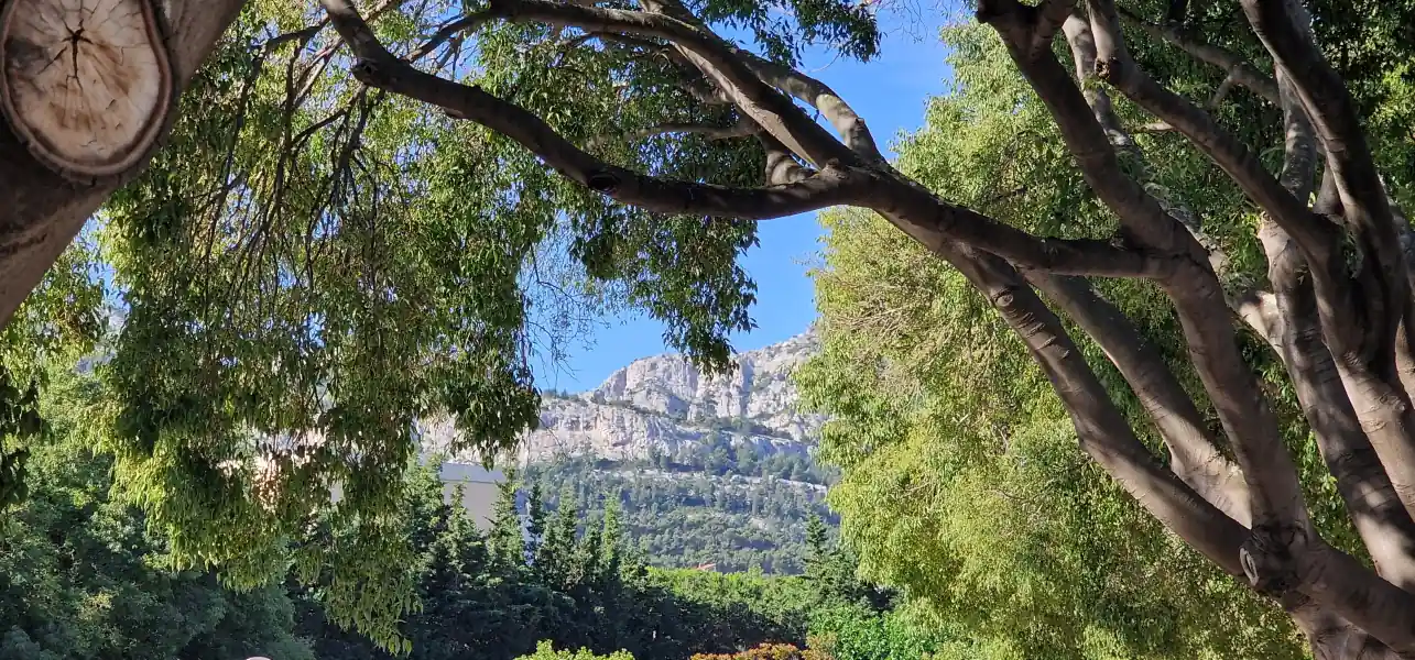 Massif des calanques aperçu sous les branches d’un grand arbre