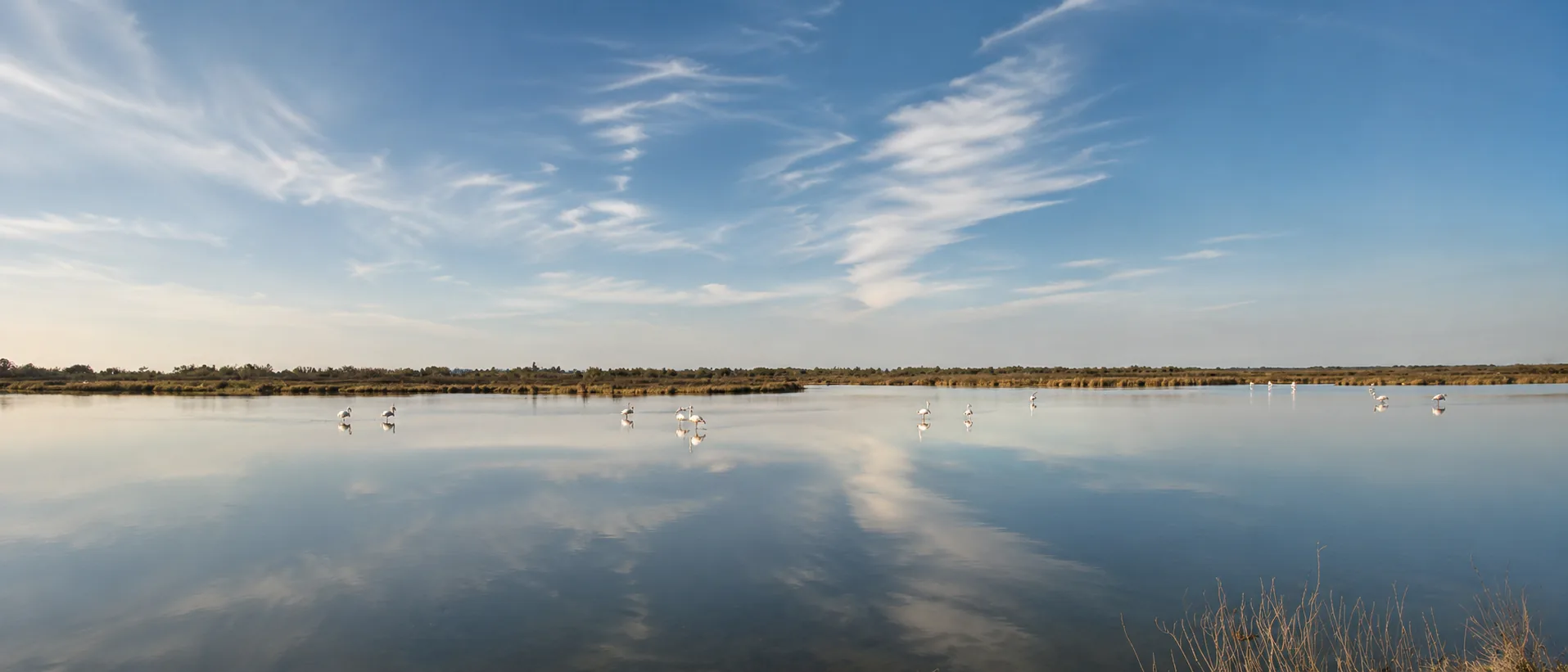 Étang de Camargue au ras de l’eau, flamants roses et ciel reflété
